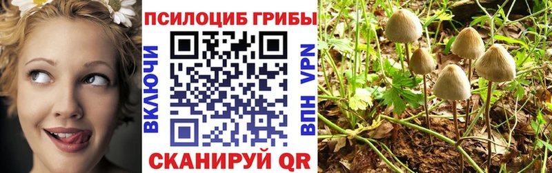наркота  Кызыл  Псилоцибиновые грибы мицелий 